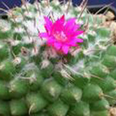 Cacto mammillaria wiesingeri